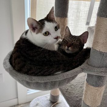 Carica e Vota - Dicembre 2025