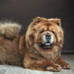 Un chow chow seduto per terra