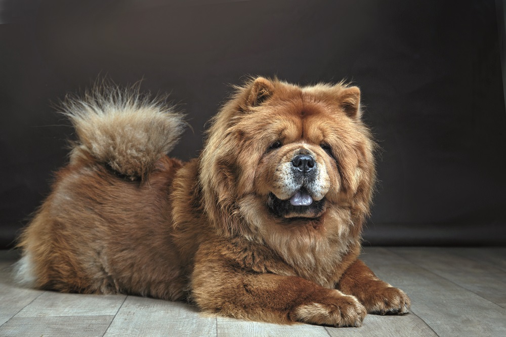 Un chow chow seduto per terra