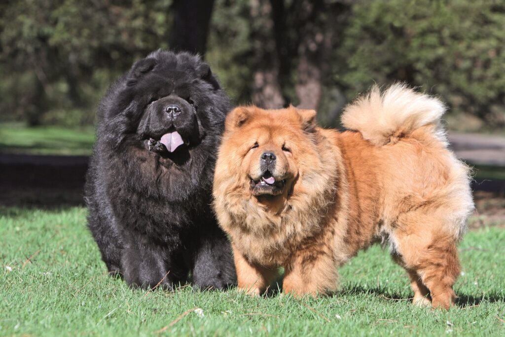 Due Chow Chow all'aperto