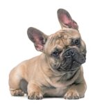 Un piccolo di Bouledogue Francese: è un cane dalla forte personalità, tenace, possessivo, intrepido e ficcanaso