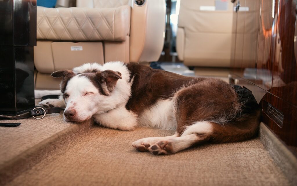 Un cane dorme disteso per terra nella cabina di un aereo privato