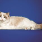 Un Ragdoll bianco dagli occhi blu disteso