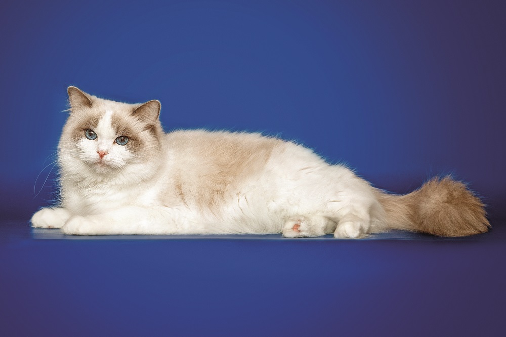 Un Ragdoll bianco dagli occhi blu disteso