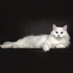 Un Siberiano bianco disteso per riposarsi