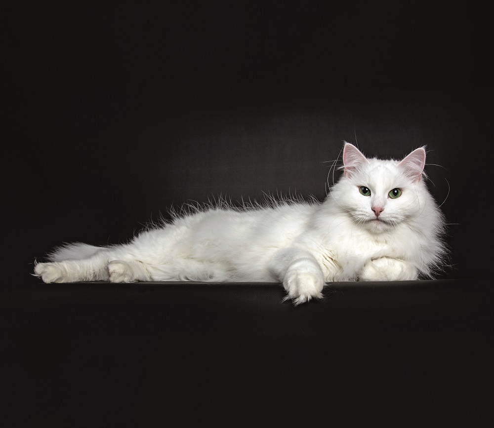 Un Siberiano bianco disteso per riposarsi