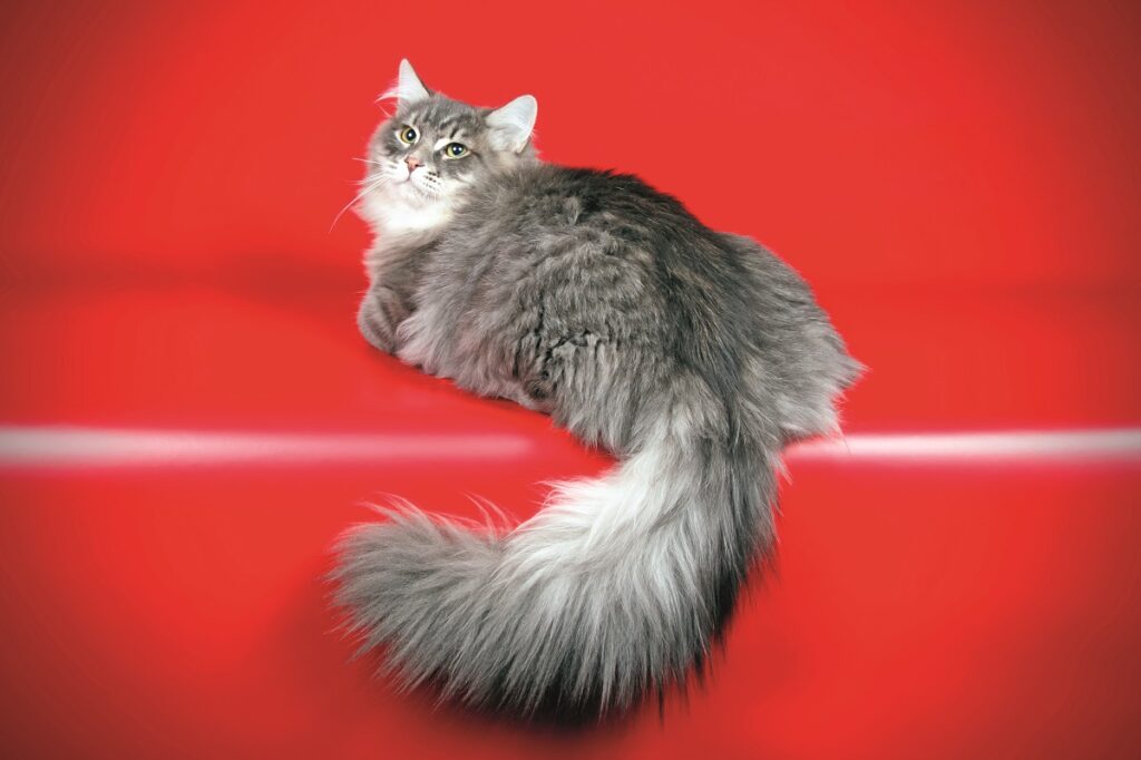 Un Siberiano bianco e grigio disteso a riposarsi