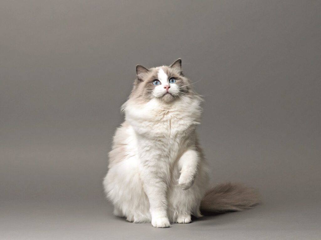Una femmina di Ragdoll in posa