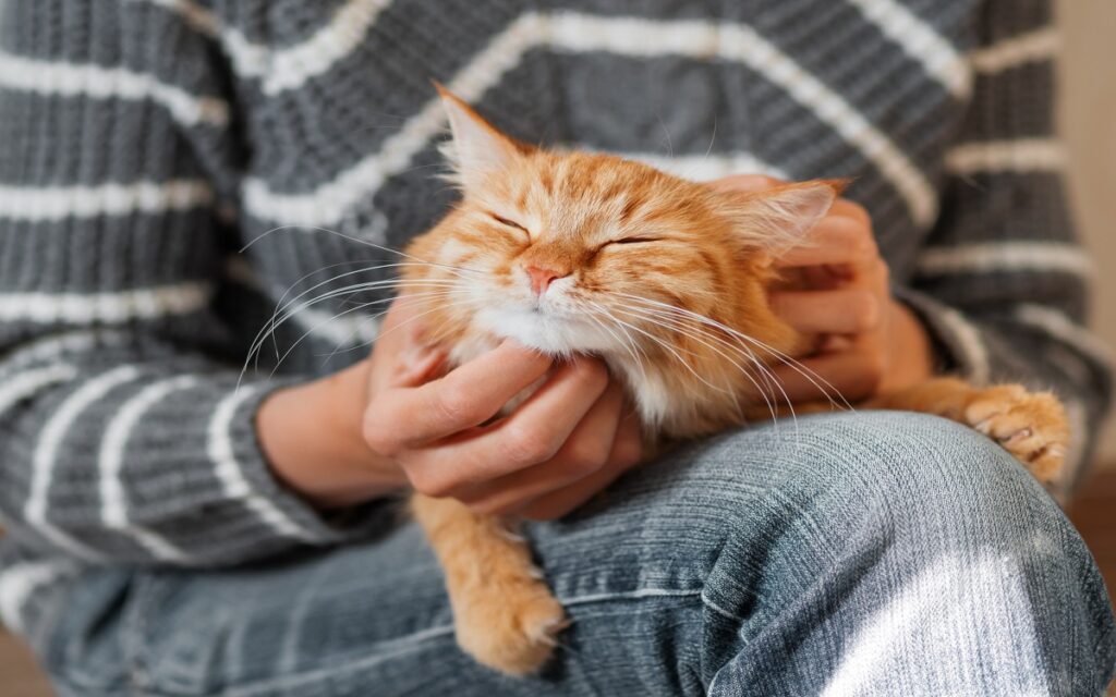 Una donna coccola il suo gatto che, con gli occhi chiusi, le fa le fusa