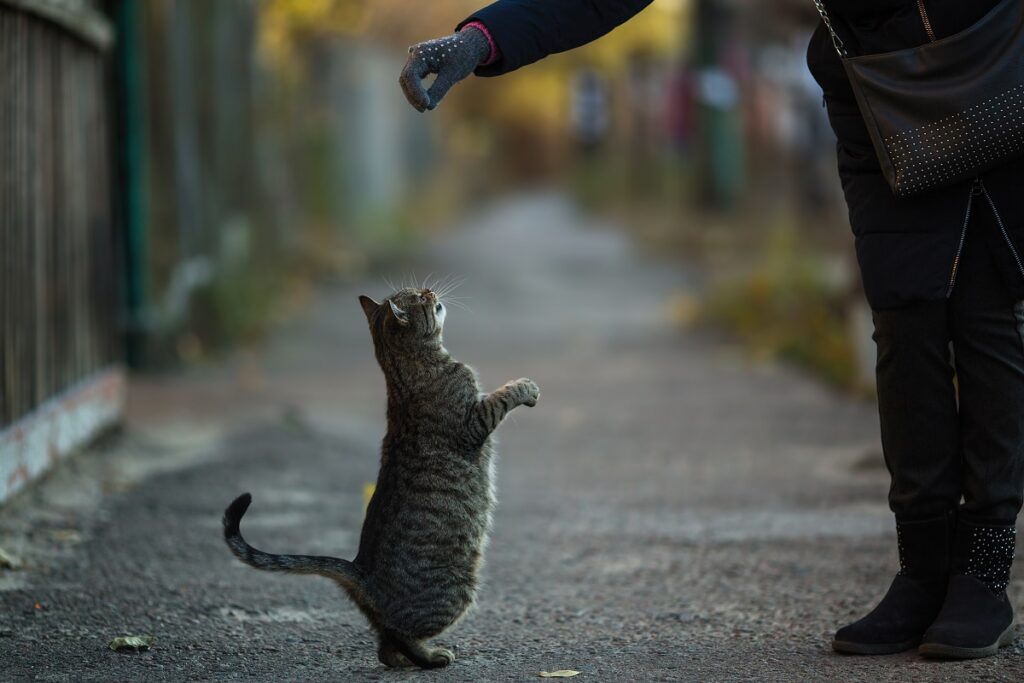 Una persona dà da mangiare a un gatto per la strada