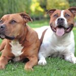 Due American Staffordshire terriers distesi sull'erba
