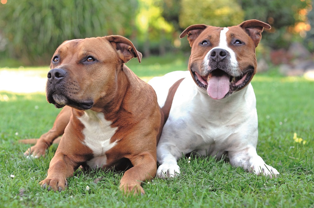Due American Staffordshire terriers distesi sull'erba