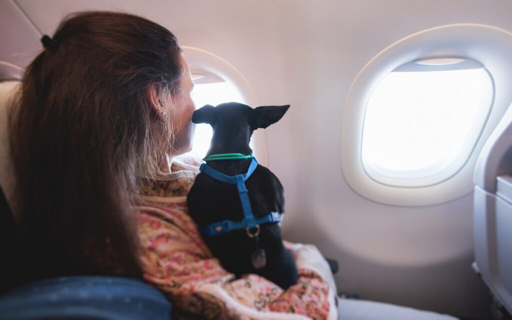 Un cane di piccola taglia e la sua proprietaria seduti in aereo