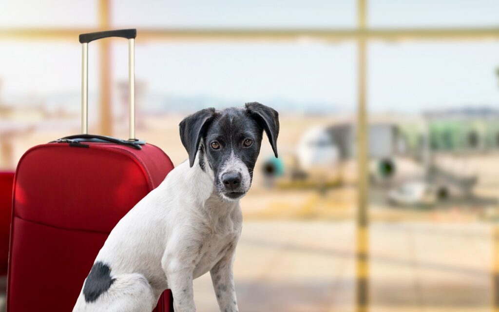 Un cane accanto a una valigia aspetta di imbarcarsi su una aereo