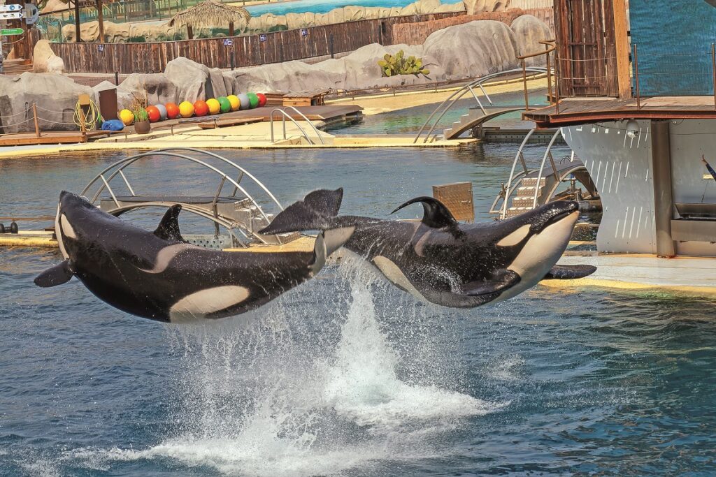 Parchi acquatici e zoo che sfruttano gli animali