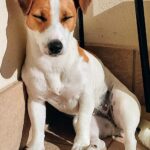 Carica e Vota - Dicembre 2025