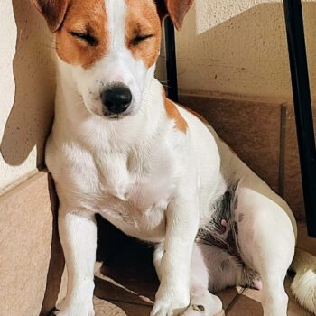 Carica e Vota - Dicembre 2025