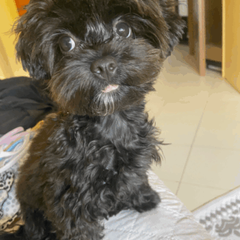 Carica e Vota - Dicembre 2025