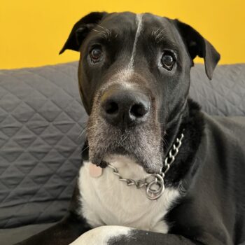 Carica e Vota - Dicembre 2025