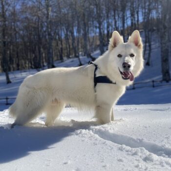 Carica e Vota - Dicembre 2025