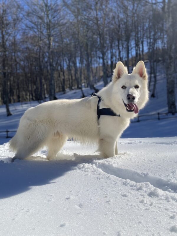 Carica e Vota - Dicembre 2025