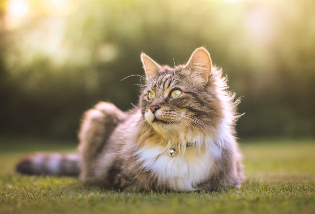 Un gatto si riposa disteso su un prato soleggiato
