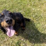 Un cane felice in un prato: gli alimenti per animali sono importanti per il loro benessere