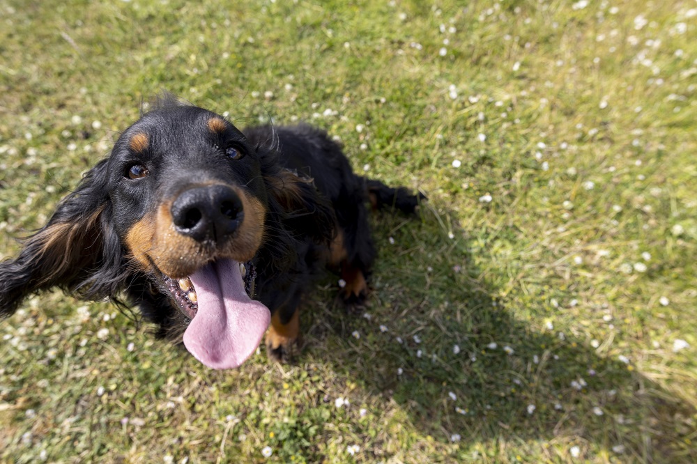 Un cane felice in un prato: gli alimenti per animali sono importanti per il loro benessere