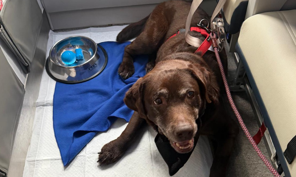 Nuove regole per il trasporto degli animali domestici in aereo: un cane di grossa taglia ha volato per la prima volta in cabina con il proprietario