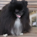 Concorso Fotografico - QuattroZampe in Fiera - Milano - Ottobre 2025