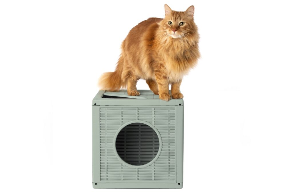 Un gatto seduto sopra un cubo Qublo, la cuccia-gioco ideale per far divertire i nostri felini a casa e in giardino