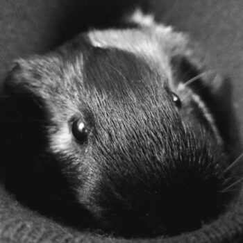 Carica e Vota - Dicembre 2025