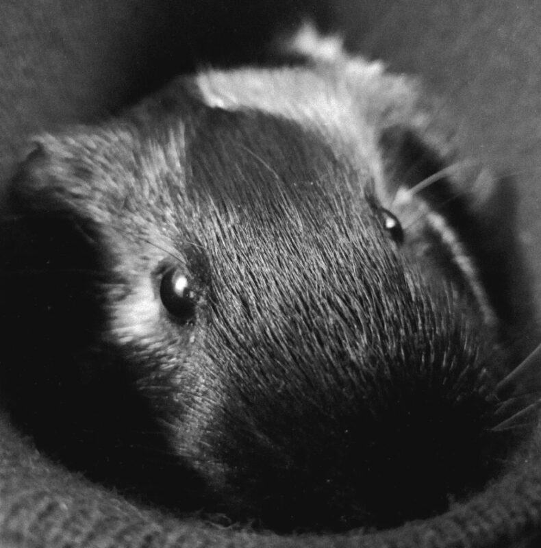 Carica e Vota - Dicembre 2025