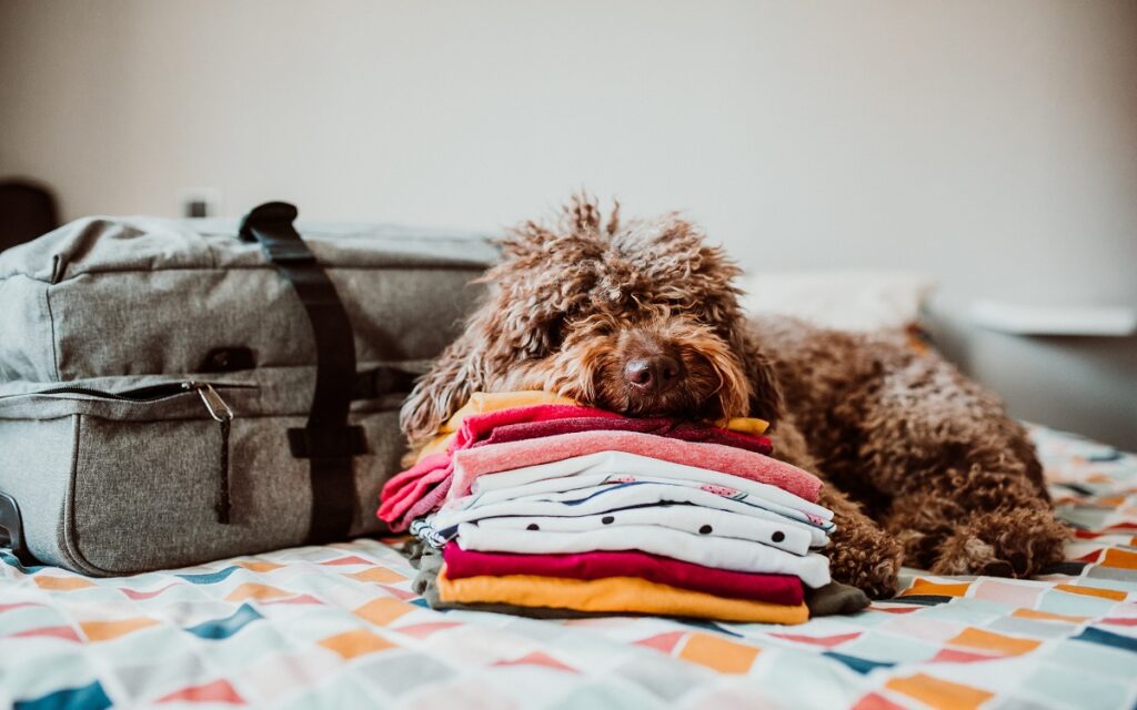Un cane disteso sul letto accanto alla valigia, è pronto per partire per le vacanze