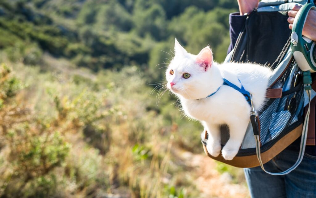 Un gatto bianco in montagna nel trasportino del proprietario