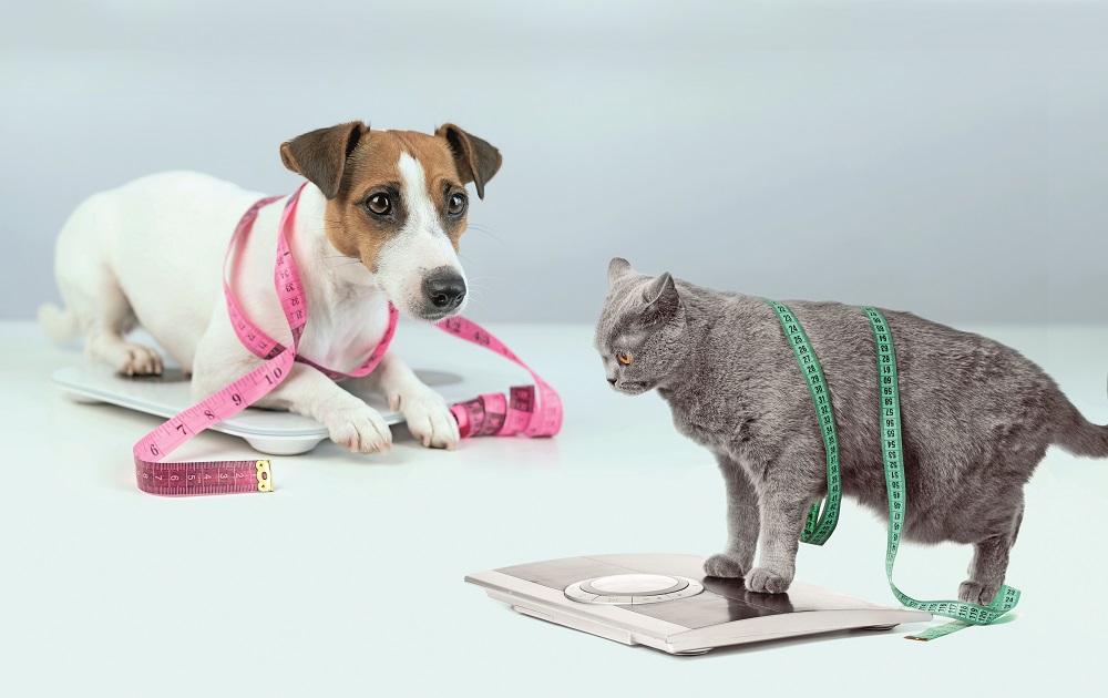 Un cane e un gatto vengono pesati