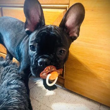 Carica e Vota - Dicembre 2025