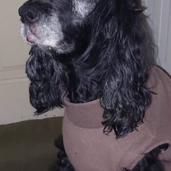 Carica e Vota - Dicembre 2025