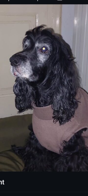 Carica e Vota - Dicembre 2025