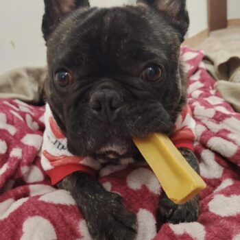 Carica e Vota - Dicembre 2025