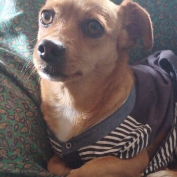 Carica e Vota - Dicembre 2025