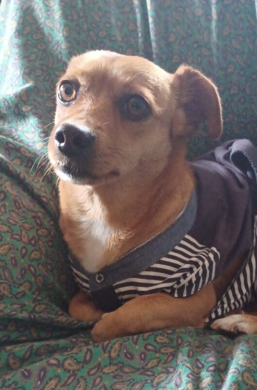 Carica e Vota - Dicembre 2025