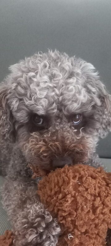 Carica e Vota - Dicembre 2025