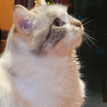 Carica e Vota - Febbraio 2026