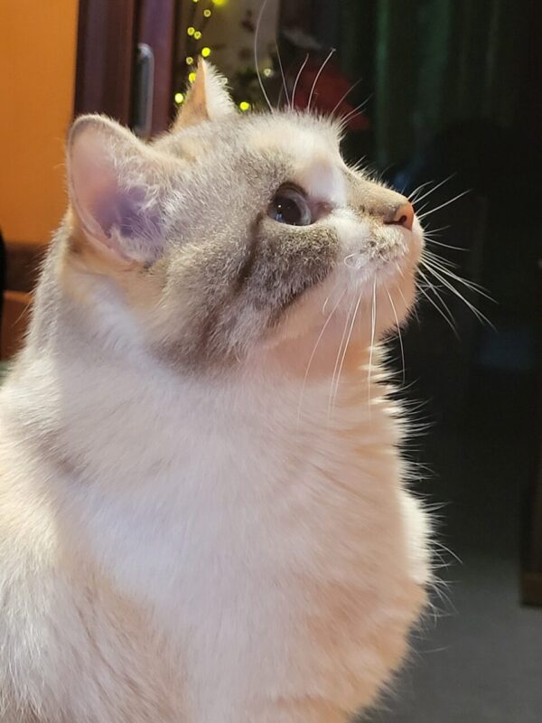 Carica e Vota - Febbraio 2026