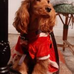 Carica e Vota - Febbraio 2026