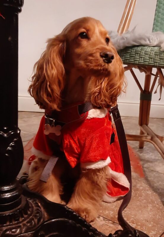 Carica e Vota - Febbraio 2026