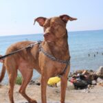 Carica e Vota - Febbraio 2026