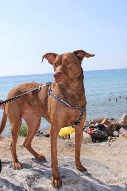 Carica e Vota - Febbraio 2026