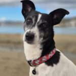 Carica e Vota - Febbraio 2026